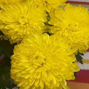 Meet your Posher, Lina